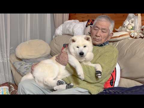 １７歳に近づいてきた最近の柴犬あいちゃんの現状についてご報告 サムネイル