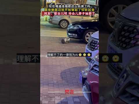 現在難道連貓都這麼自律了嗎 直接躺路邊就開始做起了仰臥起坐 #意外 #有趣 #萬萬沒想到 #貓咪 #可愛 #cat #… サムネイル