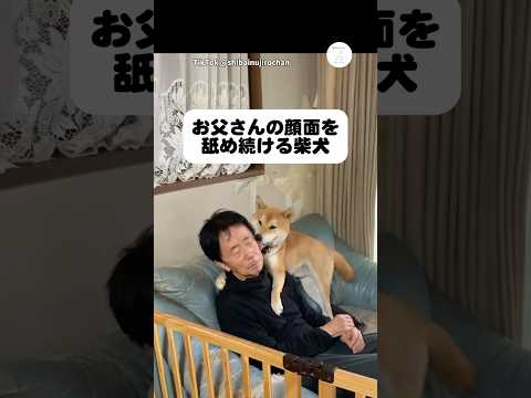お父さんの顔を離さない柴犬　柴犬　犬　面白い　犬のいる暮らし かわいい