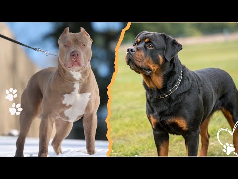 Pitbull vs Rottweiler — Which Breed Is Truly More Loyal サムネイル