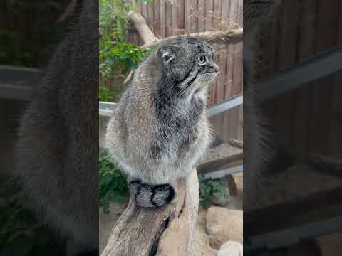 shorts 視線はアズちゃんたち？ナルくん　神戸どうぶつ王国にて　2025年12月26日 サムネイル