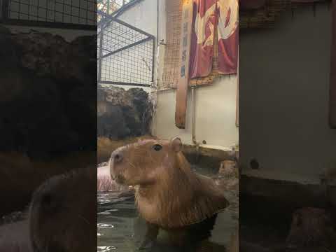 寒波にはやっぱり温かいお風呂♫カピバラ capybara 水豚 サムネイル