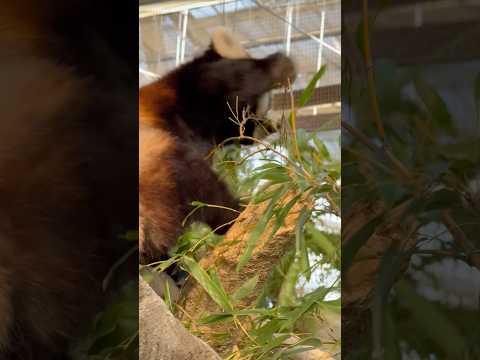 shorts 女子たちのケンカには我関せず😅ヤマトくん　レッサーパンダ　神戸どうぶつ王国にて　2025年12月29日 サムネイル