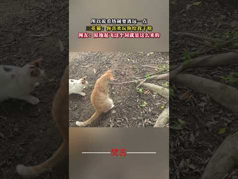 所以說看熱鬧離遠一點 三花貓：你喜歡玩你給我幹啥 貓 意外 萬萬沒想到 搞笑 有趣 amazing cat funny… サムネイル