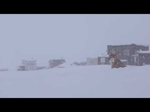 最長寒波は終わったはずなのに…朝から大雪に全力で挑む柴犬 サムネイル