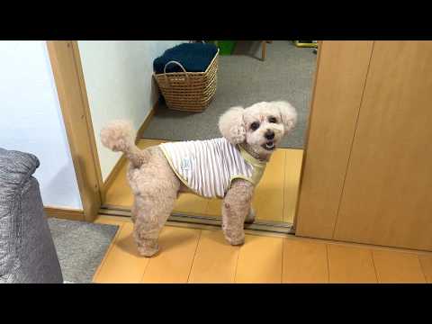 家族と断捨離する時間が楽しすぎる大きいトイプードル【デカプー】【トイプードルのロアくん】【toy poodle】 サムネイル