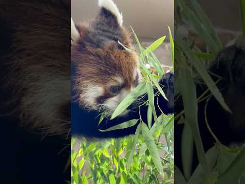 shorts モグモグ 中の栄栄(ロンロン)さんをアップで♪ レッサーパンダ　那須どうぶつ王国にて　2026年4月11日 サムネイル