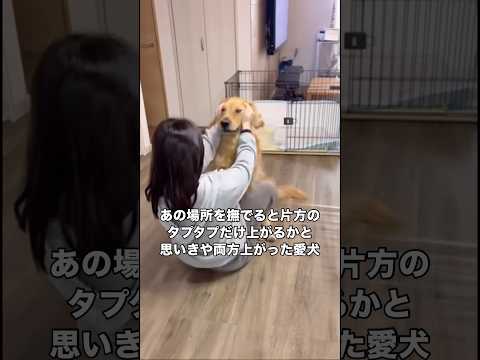 あの場所を撫でるとゴールデンレトリバーは両タプ上がってしまう ゴールデンレトリバー 大型犬 超大型犬 愛犬 サムネイル