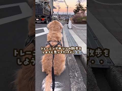 大好きな散歩より姉を優先する大型犬 ゴールデンレトリバー 大型犬のいる生活 goldenretreiver 大型犬と子供 サムネイル