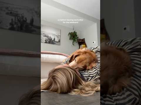 coming home to my golden retriever🥵goldenretreivers dog pup… サムネイル