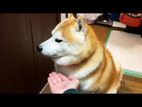 家族との再会でフィーバー状態の柴犬に、お手を連続要求してみると・・・ サムネイル