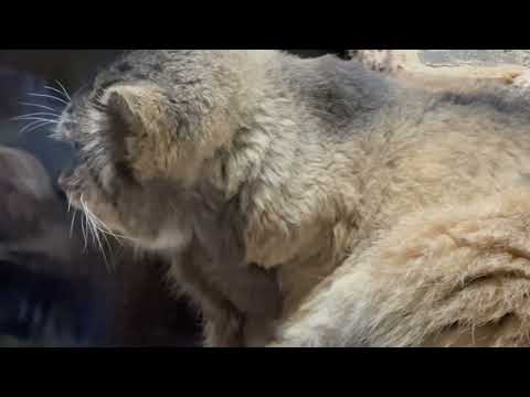 プリちゃん小屋の上で一休み　マヌルネコ　上野動物園にて　2026年2月6日 サムネイル