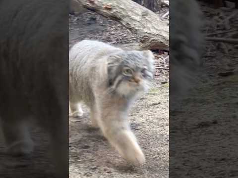 shorts (ナゴムくん帰ったら)アブリコースちゃん登場〜！！　マヌルネコ　那須どうぶつ王国にて　2025年2月27日 サムネイル