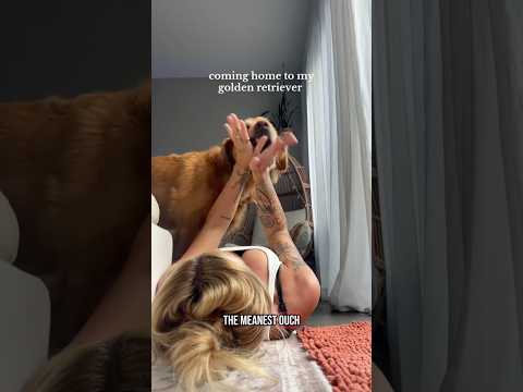 coming home to my golden retriever🥵 goldenretreiver dog ind… サムネイル