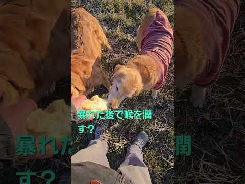 ゴールデンレトリバーの親子は野菜好き？ ゴールデンレトリバー ゴールデンレトリバー goldenretriever 大… サムネイル