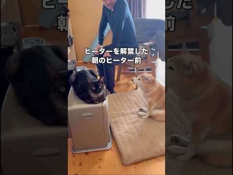 今冬初めてヒーターを解禁したらすぐさま渋滞が発生しました 黒猫 柴犬 ネコ shorts サムネイル