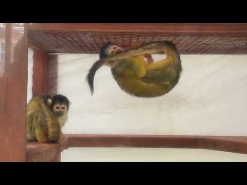 ボリビアリスザルガール　のんほいパークにて　2026年1月23日 サムネイル