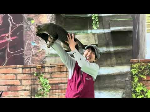 ネネ〜！！なかなか見れない猫によるショー ザ・キャッツ　那須どうぶつ王国にて　2026年2月1日 サムネイル