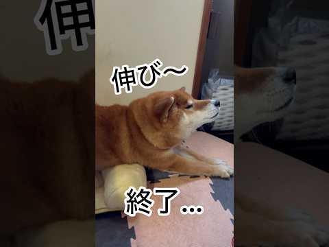 ’26.1.8 力丸は、まだまだ遊びたい… 柴犬 shibainu 柴犬のいる暮らし 柴犬の日常 カメラ目線 遊ぶ犬… サムネイル