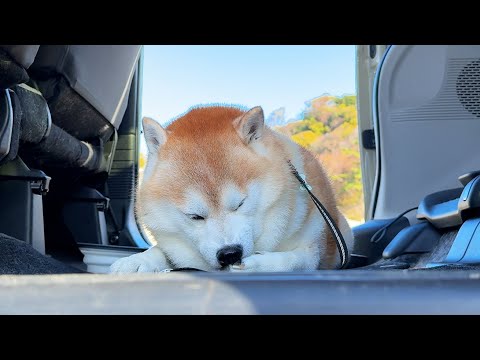 いい天気の日にお出かけし、そよ風の中でアウトドアがにがにを満喫する柴犬 サムネイル