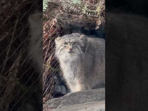 short アズちゃんが見つめるモノは？　マヌルネコ　神戸どうぶつ王国にて　2025年12月28日 サムネイル