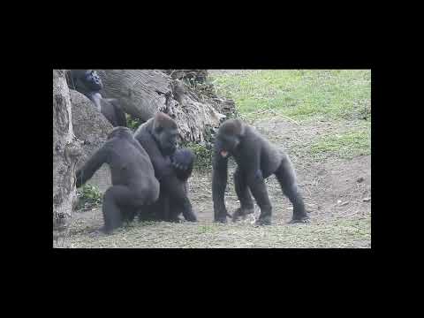 gorilla Tayari 15y old mom & son Jabali 5y3m old & nephew R… サムネイル