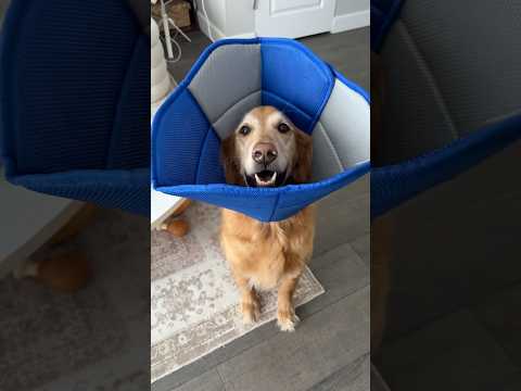 coming home to my golden retriever🥵goldenretreivers dog pup… サムネイル