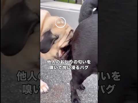 人様のおしりの匂いを嗅いで悦に浸るパグ パグ 犬 犬のいる暮らし shorts サムネイル