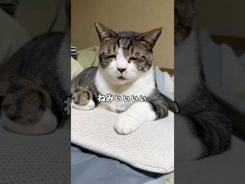 なっさけない顔だけど狂おしいほど愛おしいハチワレ 保護猫 ハチワレ 猫 shorts サムネイル