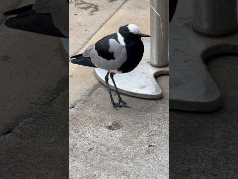 shorts シロクロゲリ　近くに来た〜　神戸どうぶつ王国　2025年12月26日 サムネイル