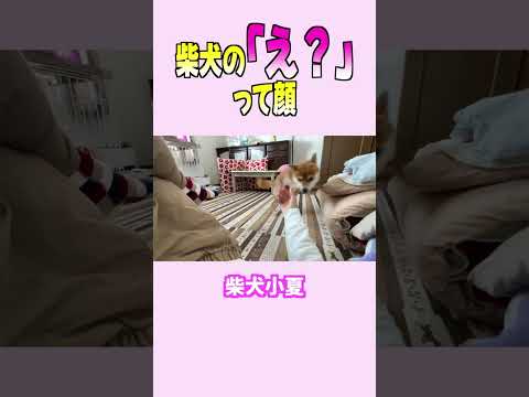 柴犬の「え？」 って顔　 柴犬 shibainu 癒し サムネイル