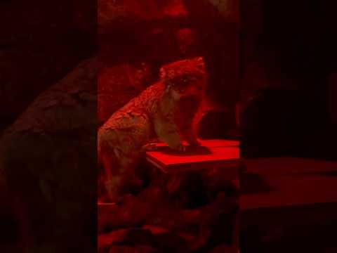 shorts ナイマくん　マヌルネコ　上野動物園　2026年2月6日 サムネイル