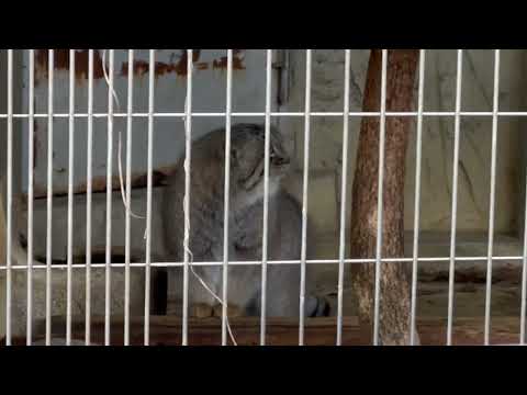 エルくん ゴロンっとしないでスリスリしただけ〜😅　マヌルネコ　東山動植物園にて　2025年12月15日 サムネイル