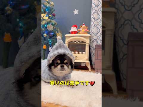 おやすみ🐶💤柴犬 チワワ shorts サムネイル