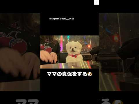 ママの真似をする犬が可愛すぎる🍒　犬　かわいい犬 かわいい 癒し　可愛い サムネイル