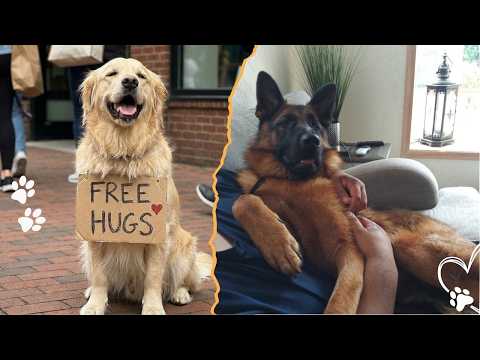 Can Dogs Heal Loneliness—Or Just Mask It サムネイル