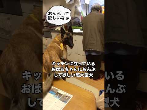 キッチンにいるおばあちゃんにどうしてもおんぶしてほしい超大型犬 シェパード ベルジアンシェパードマリノア 大型犬 sh… サムネイル
