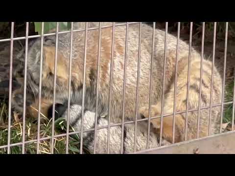 毛づくろいはじめる☺️ マヌルネコのこども　東山動植物園にて　2025年12月15日 サムネイル