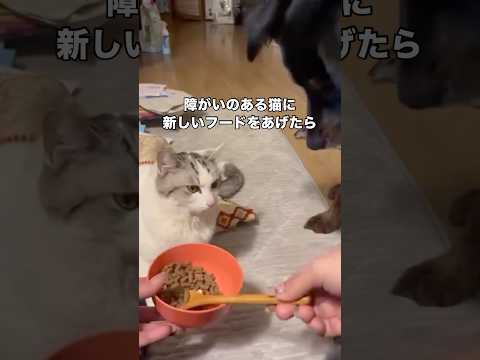 色んな味に慣れてもらうために新しいフードをあげてみたら⋯ここまで嫌いなの初めて😅 保護猫 保護猫のいる暮らし shor…