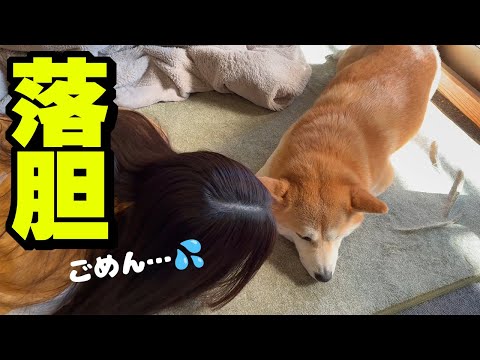 父娘の失態で柴犬ちくわが酷く落ち込んでしまいました サムネイル