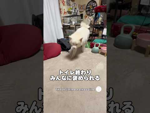 トイレ後、みんなに褒められて嬉しそうな秋田犬　@ヒメちゃんにバレるまで 　秋田犬　大型犬　犬　かわいい犬 面白い サムネイル