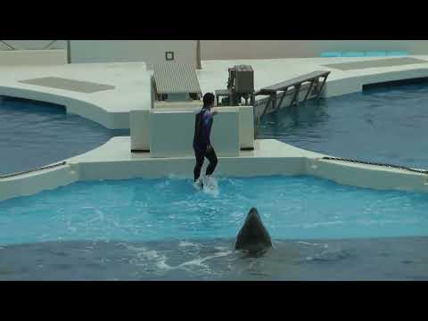 トレーナーさんとトレーニング❣️ シャチファミリー　須磨シーワールド　00024 サムネイル