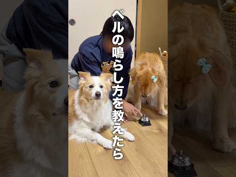 面倒くさいことはパパに任せる犬ww【ゴールデンレトリバー・ボーダーコリー】shorts サムネイル