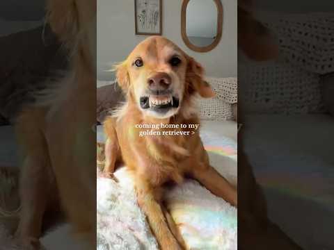 coming home to my golden retriever🥵goldenretreivers dog pup… サムネイル