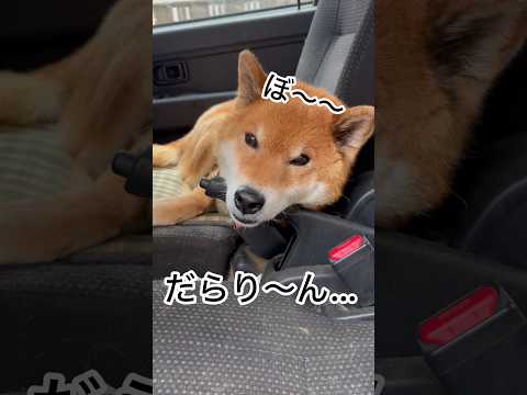 ’26.3.30 力丸の寝方と飲み方が… 柴犬 shibainu 柴犬のいる暮らし 柴犬の日常 車中泊犬 水を飲む犬… サムネイル