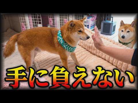 なぜ?お利口だった柴犬が反抗期の怪物に・・・家族を困惑させる驚きの行動・・・