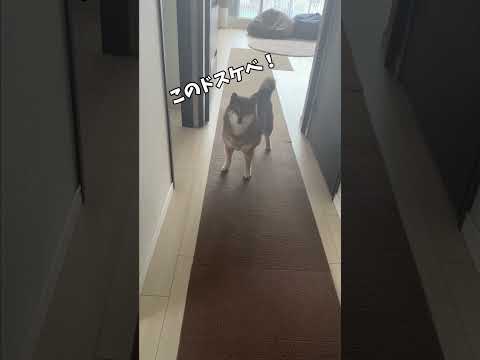 柴犬が飼い主を訴えるために駆け込んだ先は・・・。 サムネイル