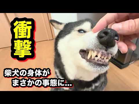 【衝撃】柴犬の身体がまさかの事態に... サムネイル