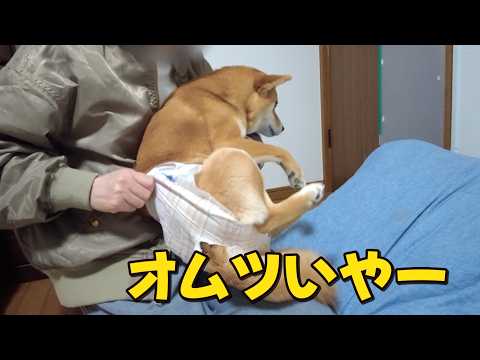 【柴犬小夏】オムツが嫌で逃げ惑う サムネイル