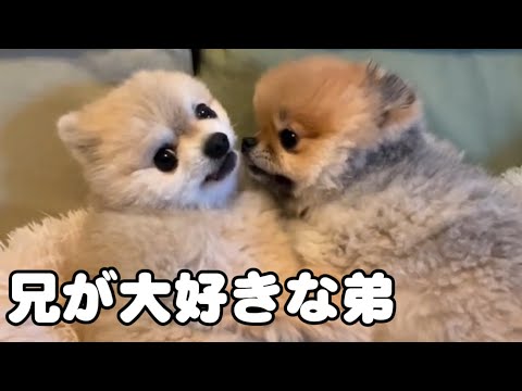 兄のことが好きすぎる弟。ロックオンが止まらない。 サムネイル